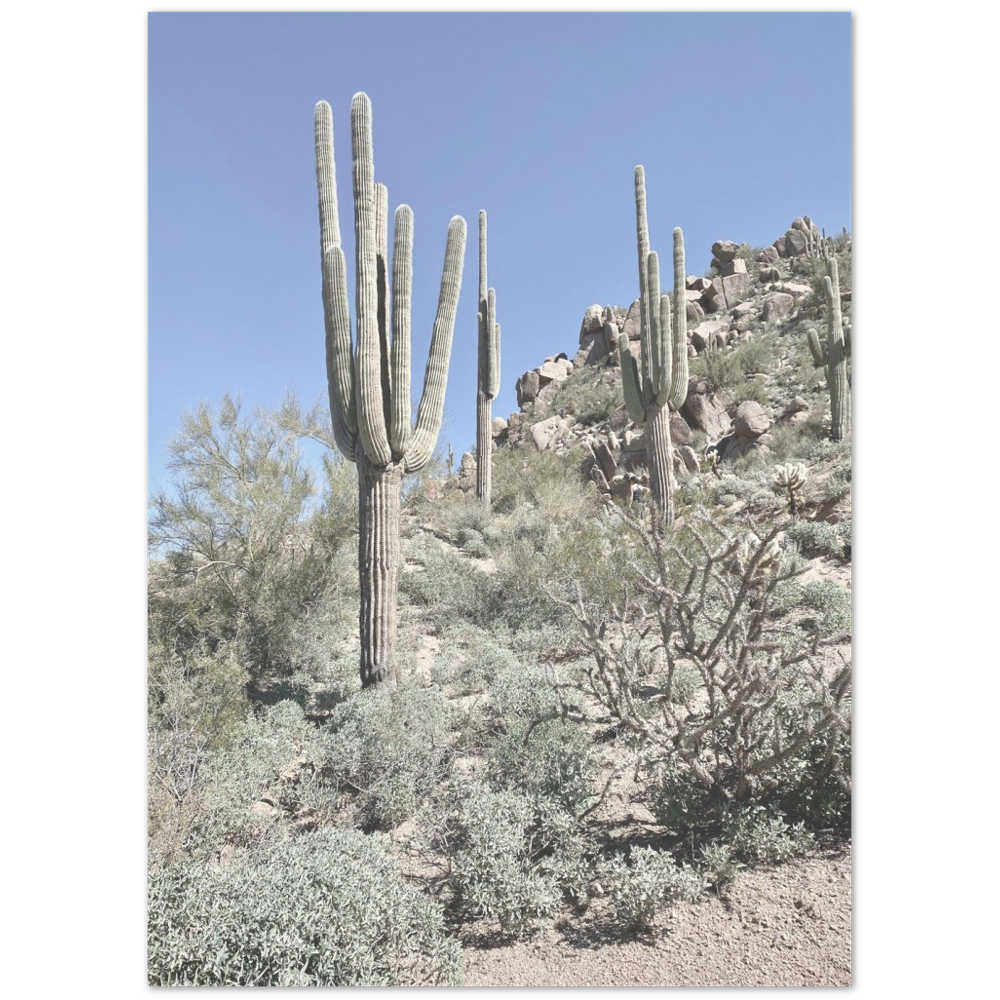 Arizona Desert Photo Print